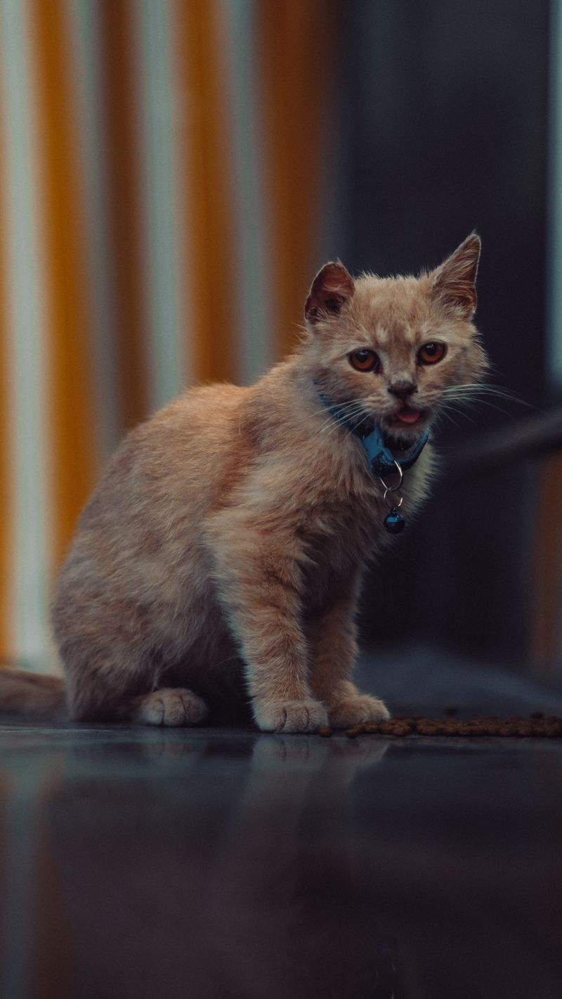 遊び好きなねこ