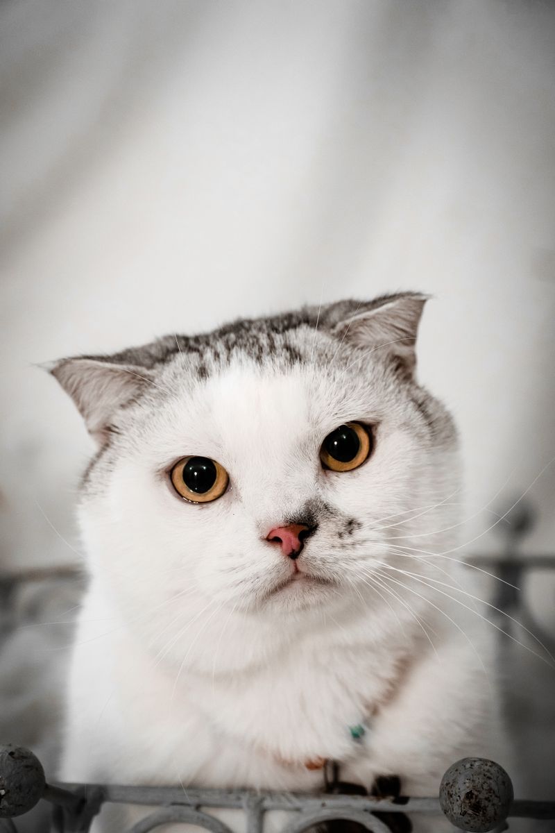 ゆき